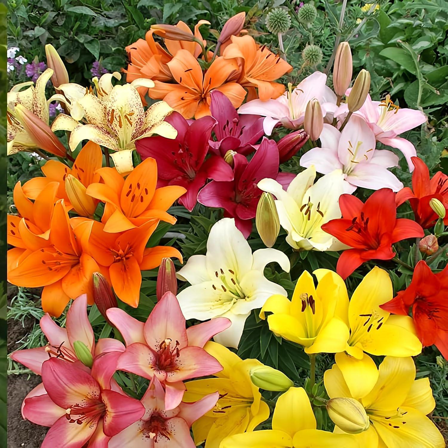 Asiatic Lilies Mix: Fresh Bulbs vs. Older Varieties Showdown
