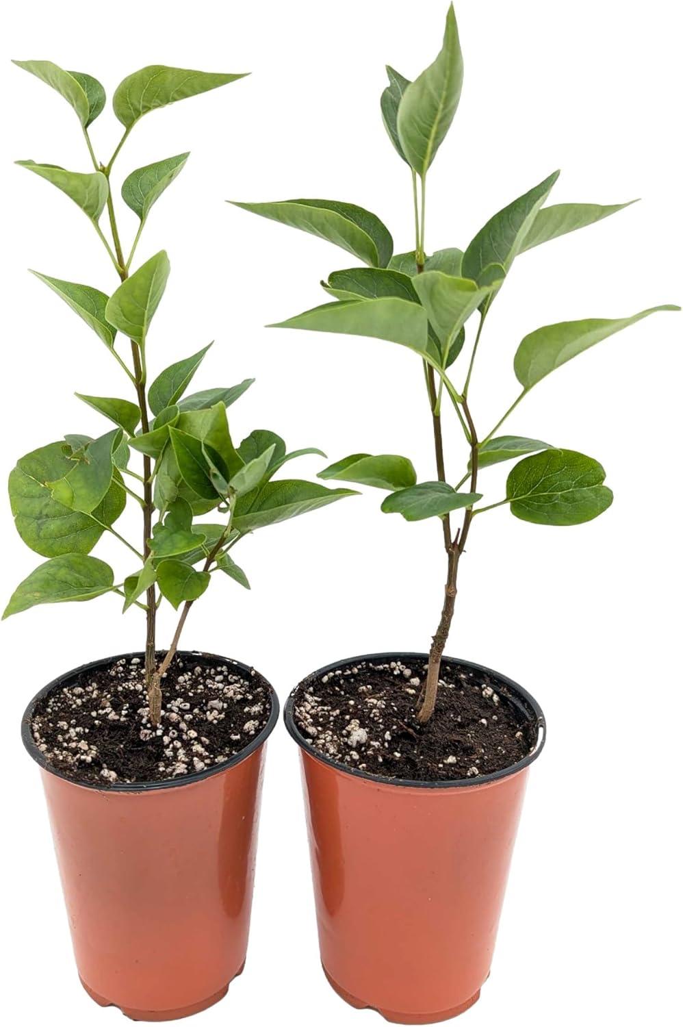 Which Lilac Shrub Blooms Brightest? Surprising Comparisons Inside