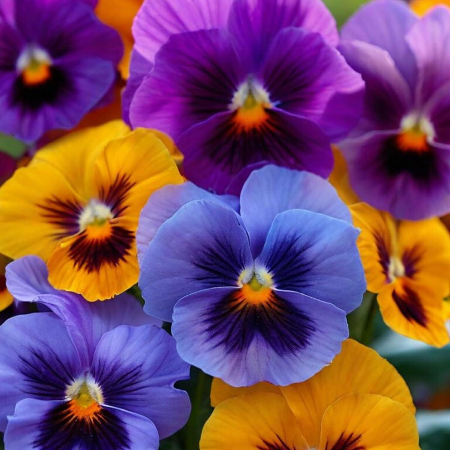 Compare Heirloom Pansies: Surprising Butterfly Attractors Tested!
