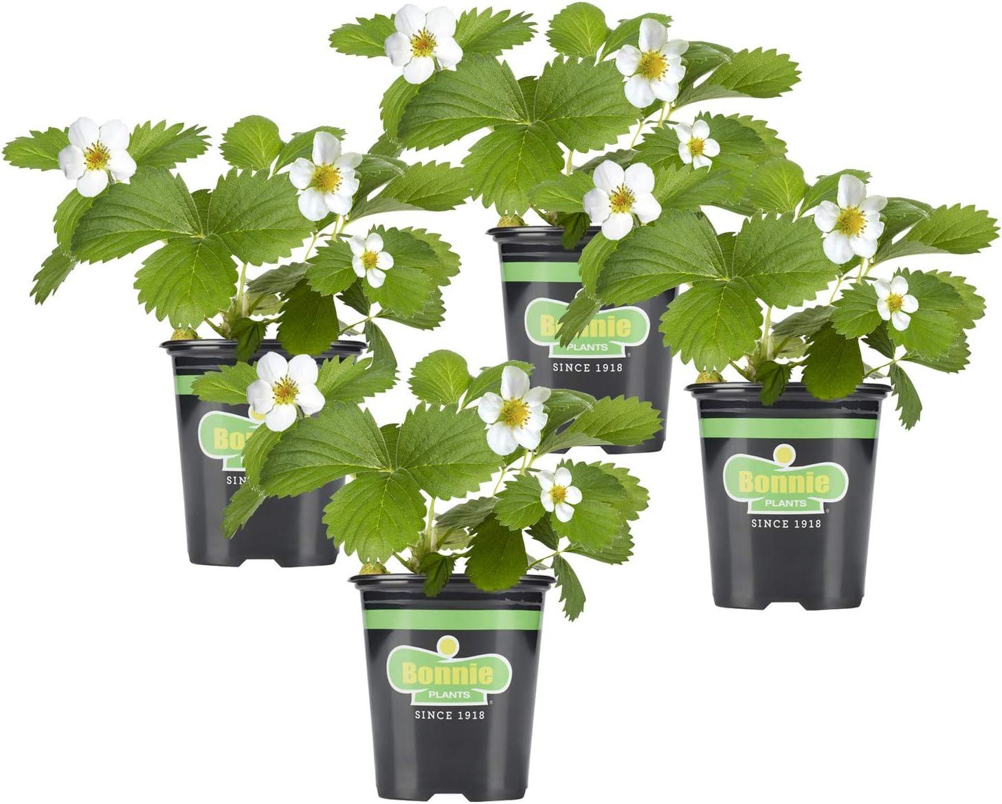 Strawberry Plants showdown: Fresh 4-Pack vs. Surprising Growth