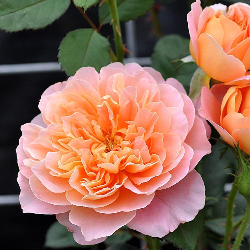 Impressionist Rose: Tested Versus Grafted, Surprising Insights