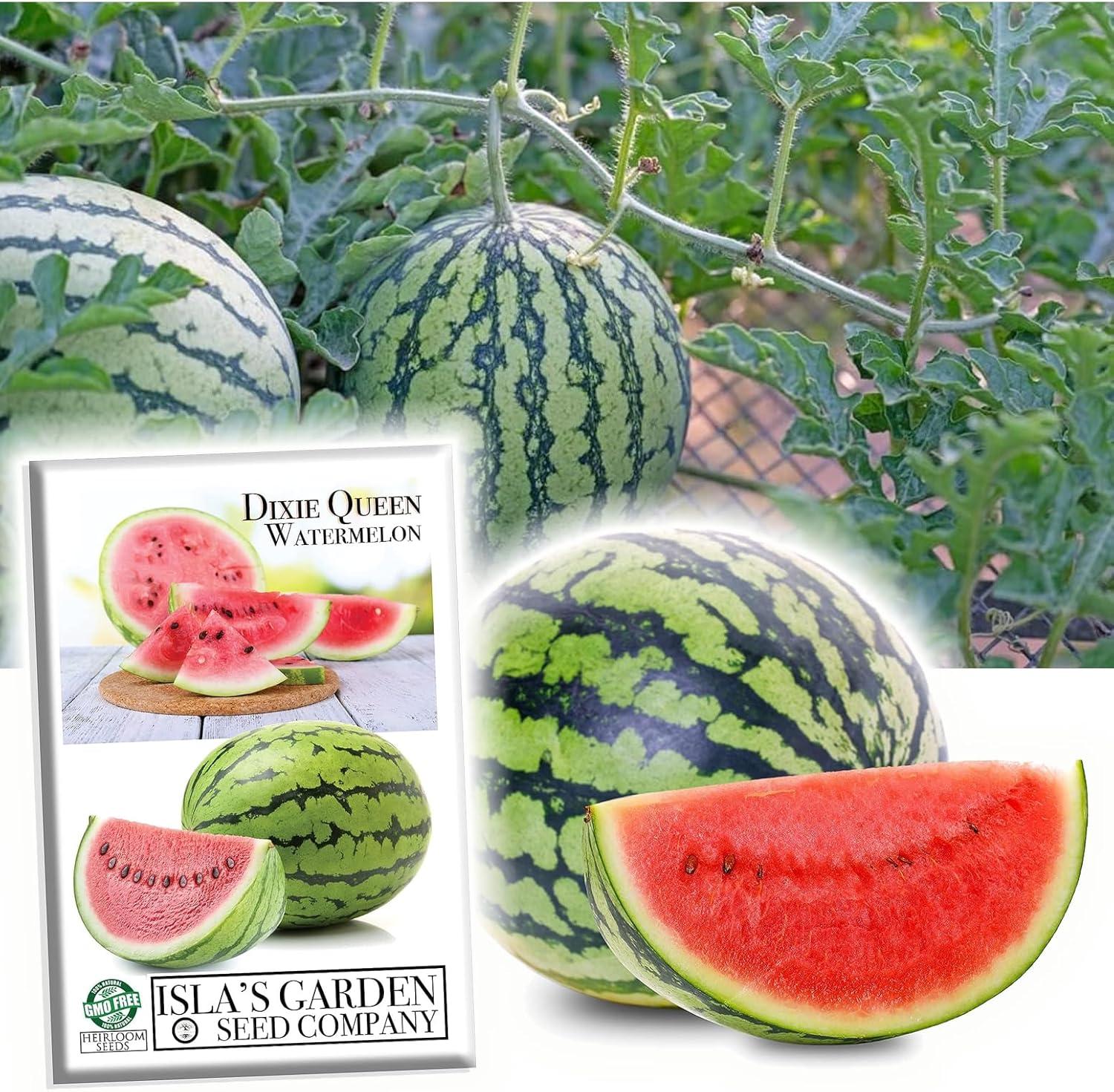 Tested Watermelon Seeds: Surprising Home Garden Success