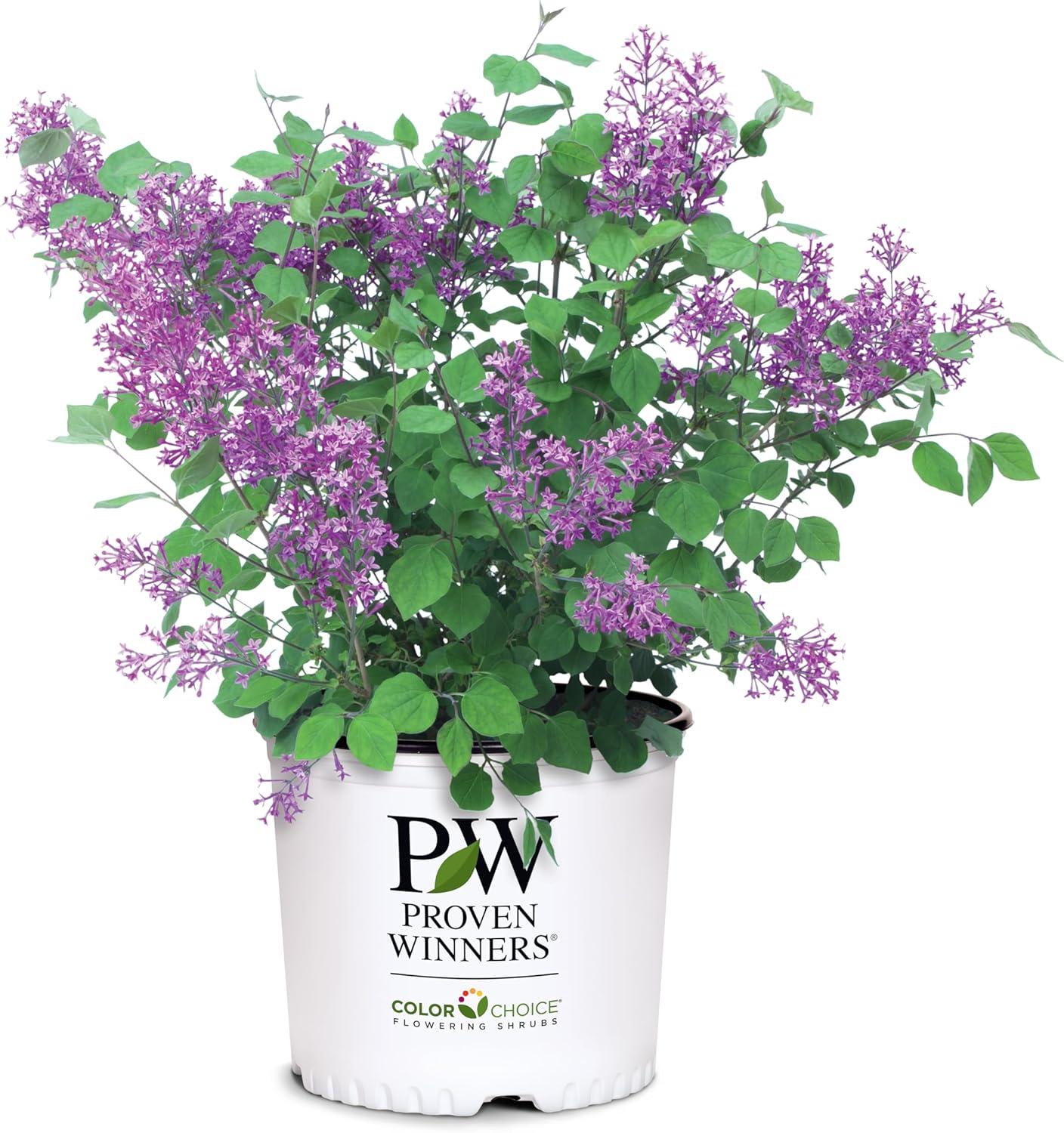 Surprising Lilac Showdown: Best Deer-Resistant Option Tested