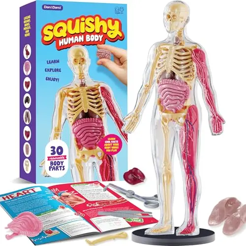 Squishy human body anatomy model with removable organs and bones